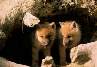  Los animales de Sainle Croix 